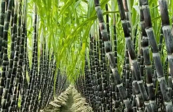 Sugar cane