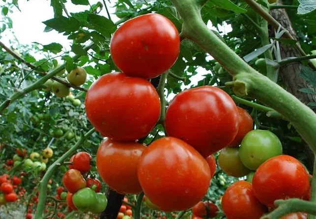 tomato