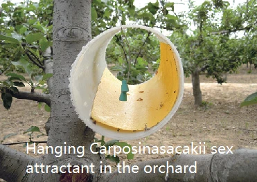 Hanging Carposinasacakii sex attractant in the orchard Hanging Carposinasacakii sex attractant in the orchard
