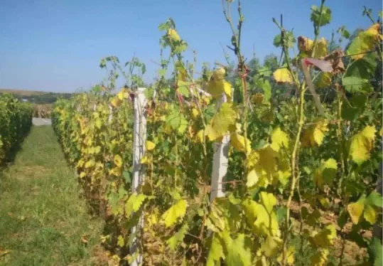 grape leaves2 grape leaves2