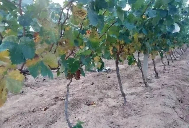 grape leaves3 grape leaves3