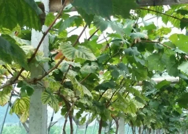 grape leaves4 grape leaves4