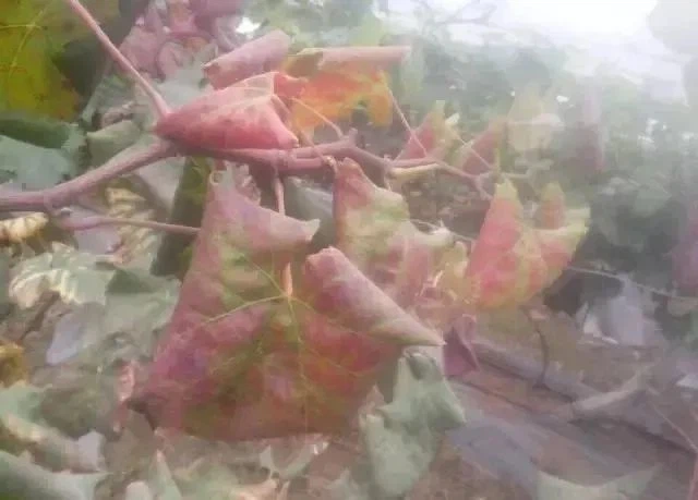 grape leaves6 grape leaves6