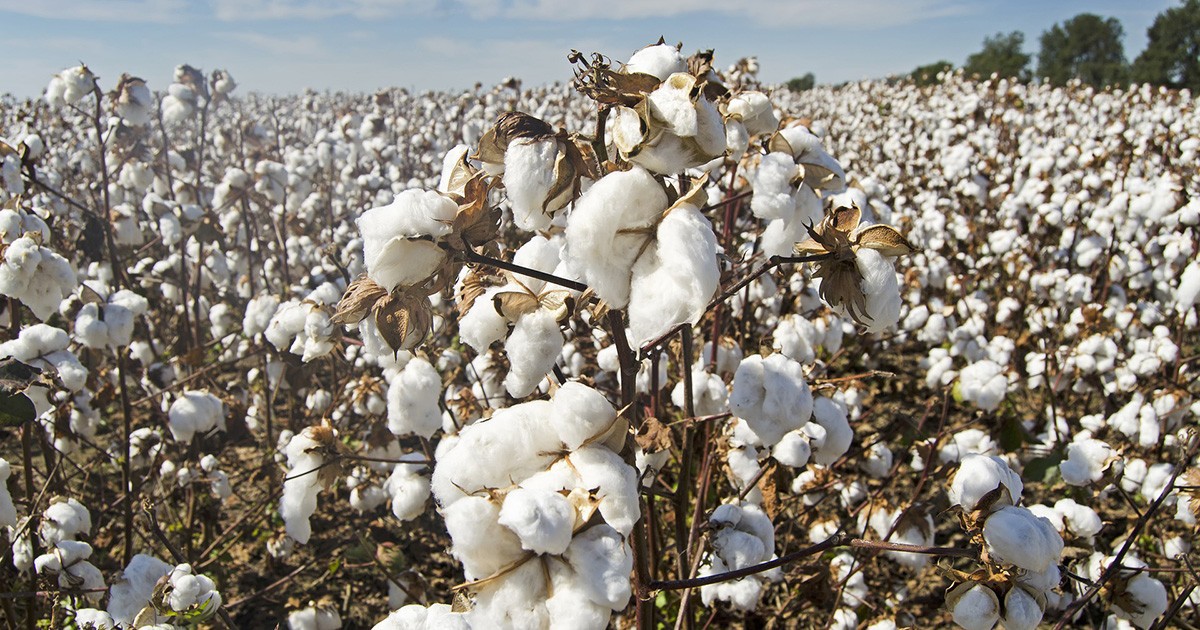 cotton
