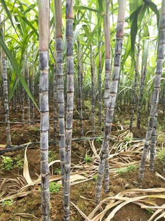 sugarcane sugarcane