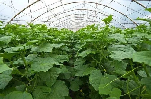 trifloxystrobin tebuconazole trifloxystrobin tebuconazole