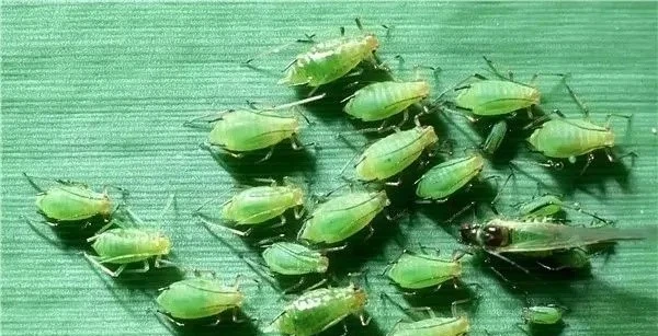 Aphids Aphids